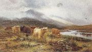 Highland Cattle on the Banks of a River (mk37) Louis bosworth hurt